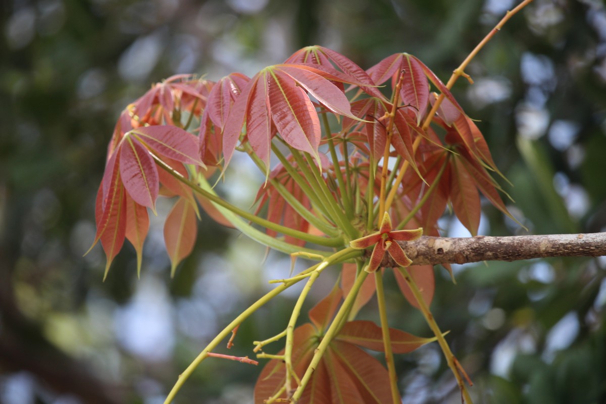 Sterculia foetida L.